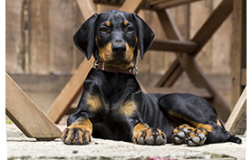 tremblements de tête - Doberman