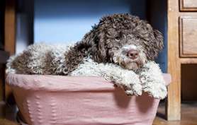 épilepsie idiopathique lagotto romagnolo