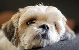 méningo-encéphalite-bichon-maltais