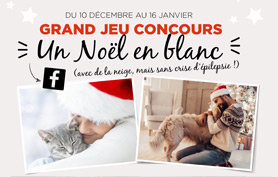concours photos Noel Mon animal épileptique