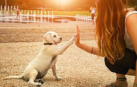 éducation chien épileptique