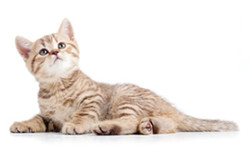 cute baby kitten lying on floor