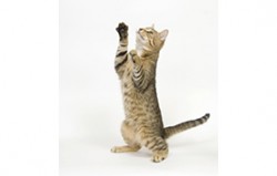 chat_lève_patte_278x177-250x159