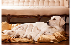 gestation-animal-épileptiquel177x278-250x159