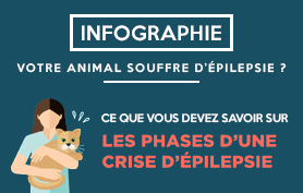 Vignette-Article-phases-crise-1